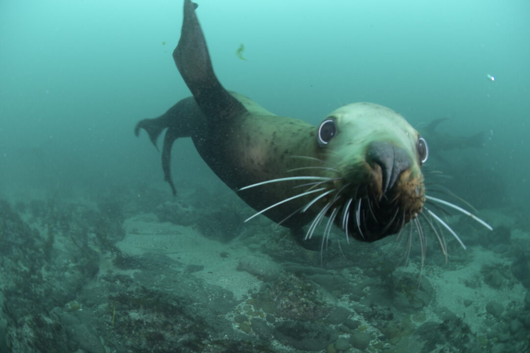 稚内・トドツアー!